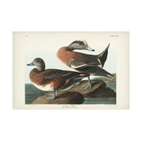 John James Audubon' Vidgeon ' Canvas Art