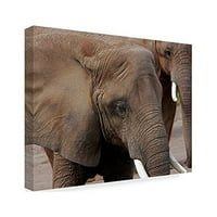 Zaštitni znak Likovne umjetnosti 'Slonovi 2' Canvas Art Galloimages Online