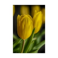 Zaštitni znak likovne umjetnosti 'žuti tulipani 2' platno umjetnost Gordon semmena