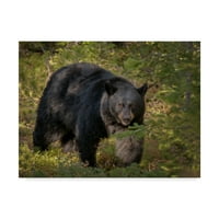 Zaštitni znak likovnih umjetnosti 'crni medvjed sijati' platno umjetnost galoimages online